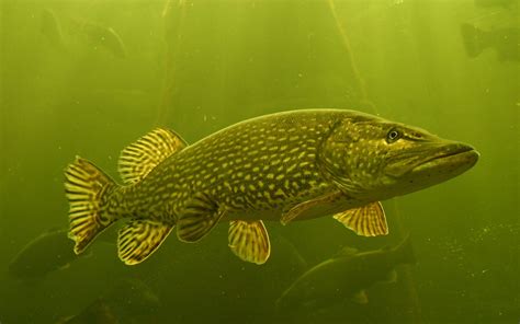Pike .